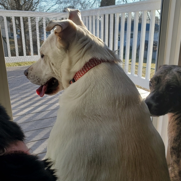 🐾my babies🐾 - Picture 9 of 11